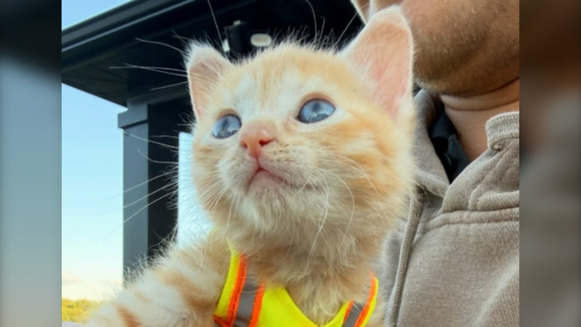 Sue has become part of the RiverReach Construction crew as a "shop cat" after she was found inside an excavator. (RiverReach Construction)