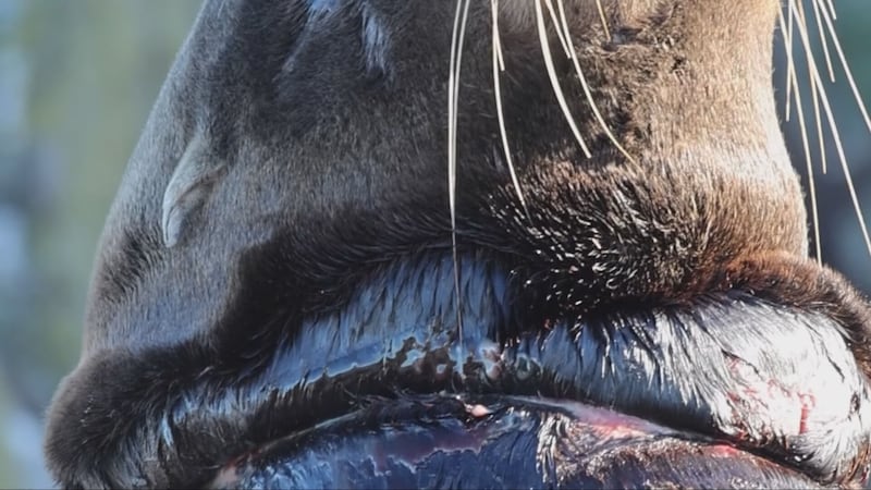 A sea lion with a thick rubber band embedded in its neck was spotted at Race Rocks Ecological Reserve off southern Vancouver Island.