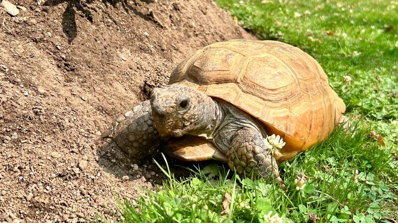 A tortoise walks in grass next to a garden bed.