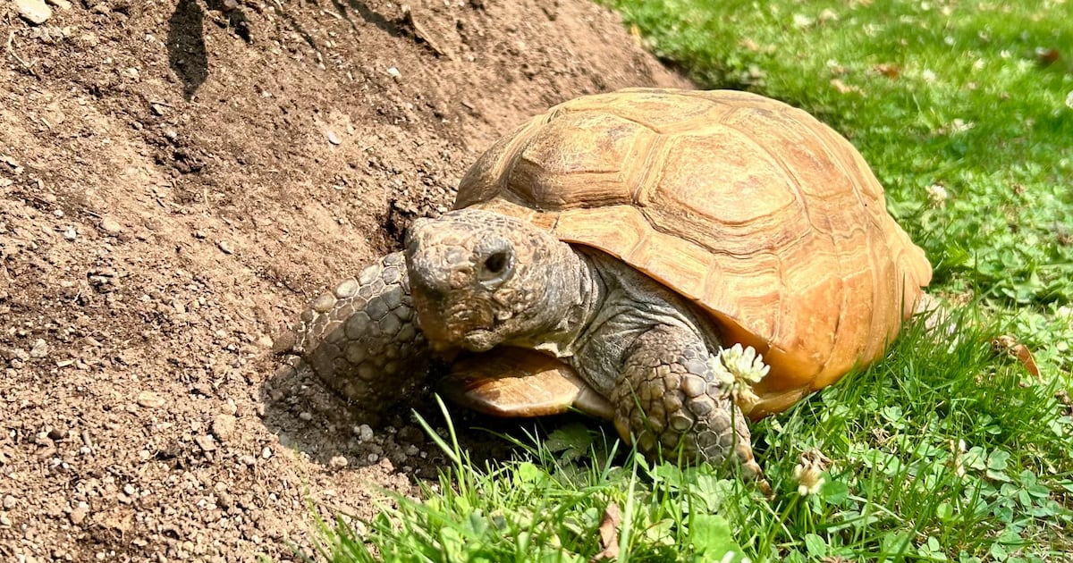 104-Year-Old Tortoise Gus 'Resting Comfortably' After Surgery