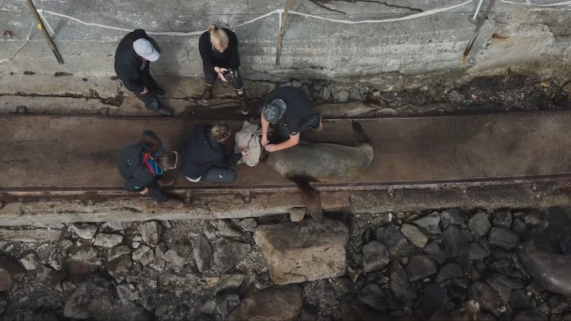 Follow-up observations at Race Rocks have allowed the rescue team to monitor the sea lion after the fishing gear was removed.