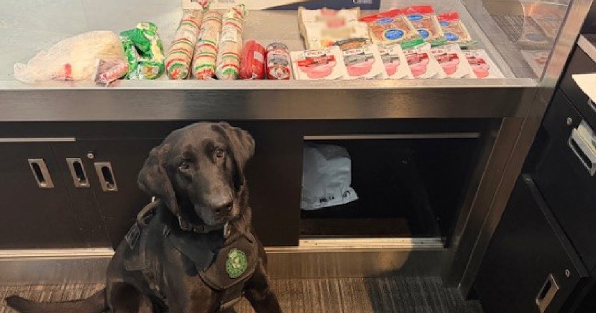 CBSA detector dog sniffs out undeclared sausage and salami at Toronto ...
