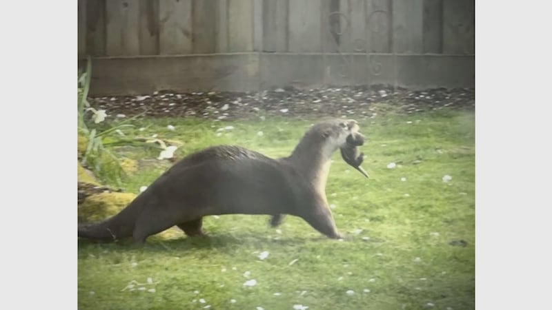 Baby river otter removal