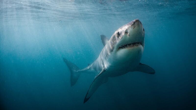 A great white shark swimming in the ocean