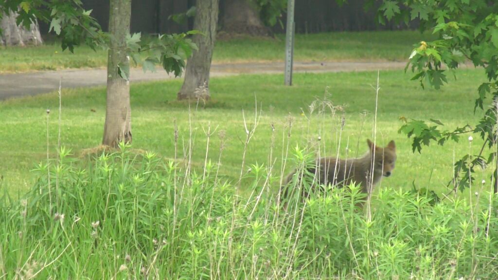 Mother describes brazen coyote attack in Orléans park that injured 14-year-old son