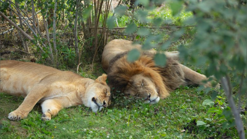 Bently, a golden leopard, is one of 310 animals seized in an Oregon safari park investigation.