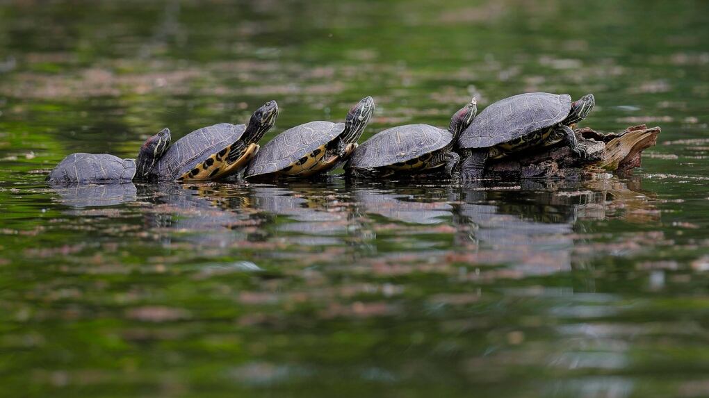 Help Turtles Nature Conservancy issues plea to help turtles safely cross roads