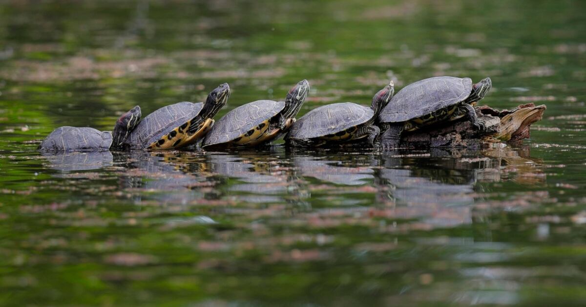Nature Conservancy issues plea to help turtles safely cross roads