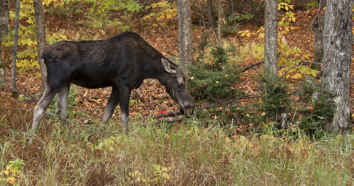 Ont. men fined, banned from hunting after illegal moose kill