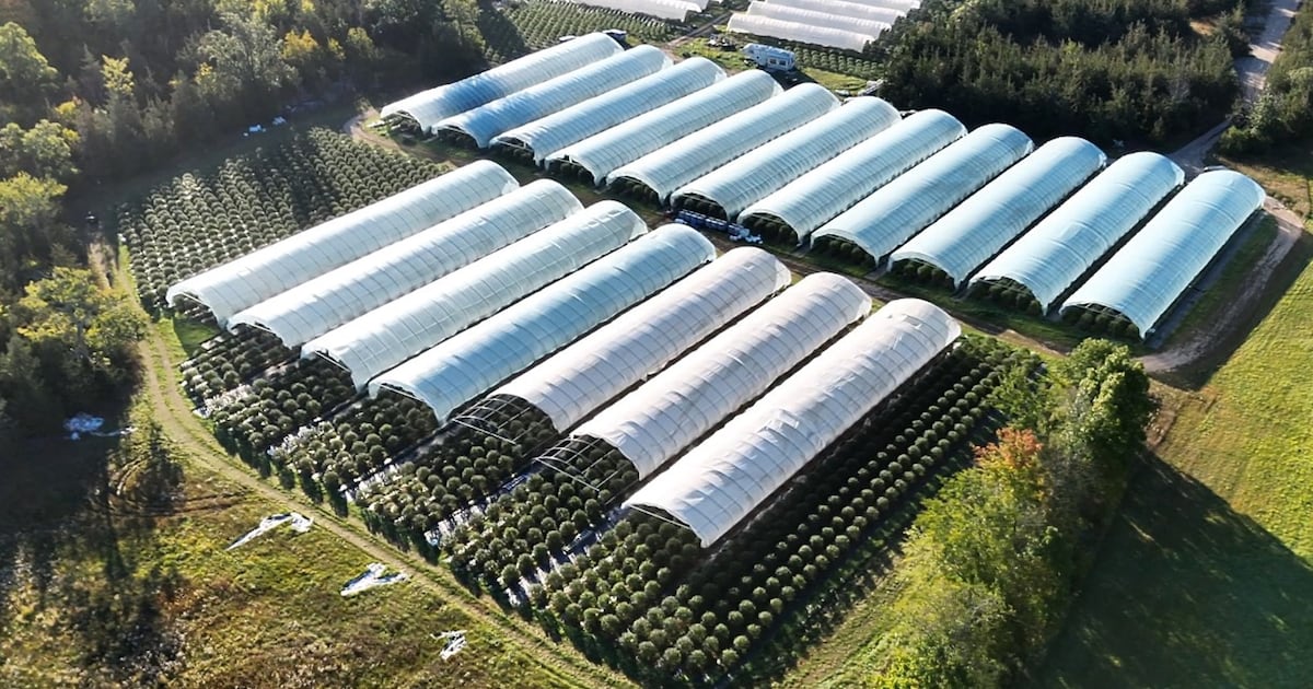 OPP seize $7.9M in illegal cannabis plants near Napanee