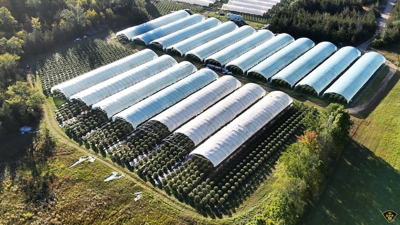 OPP seize $7.9M in illegal cannabis plants from Ontario grow op