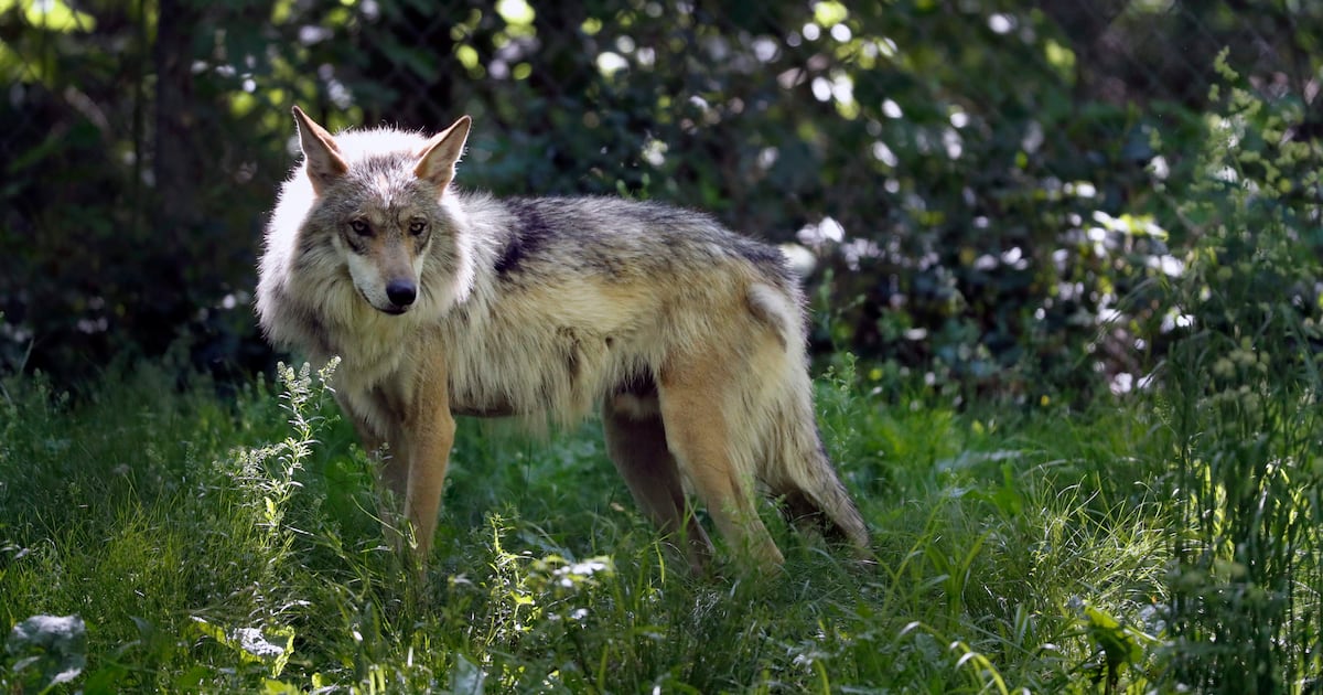 Wolf euthanized in northern Saskatchewan