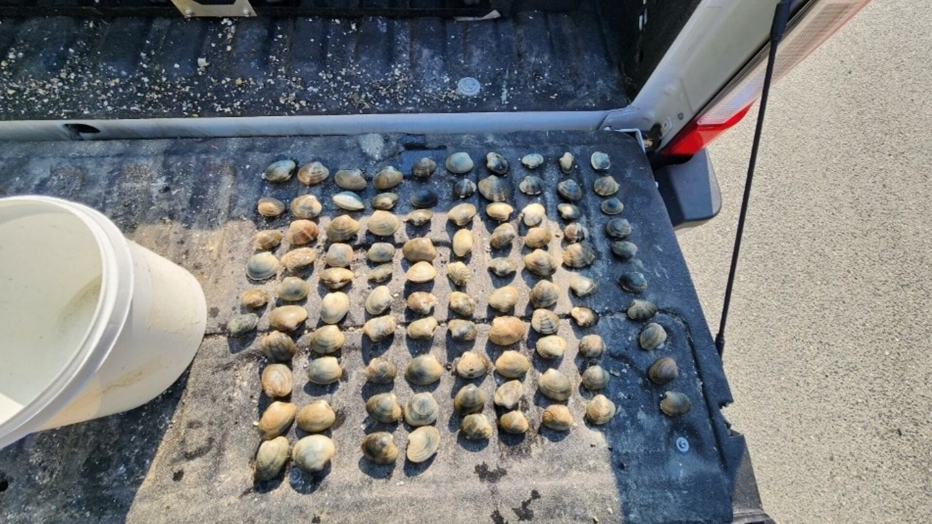 Illegally harvested clams