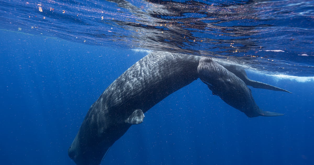 Photo: CP24 A sperm whale and her calf swim off the coast of Dominica in March 2024. In a study published Tuesday, May 7, in the journal