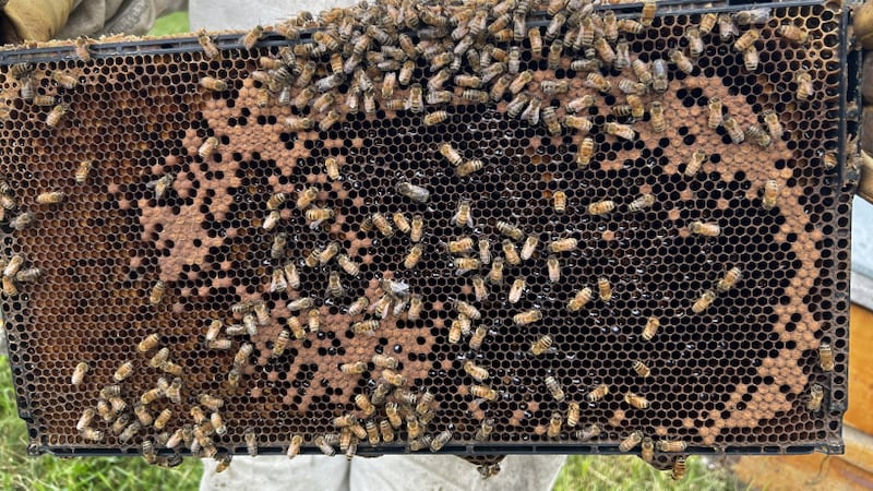 New research aims to protect honeybees and strengthen Canadian agriculture