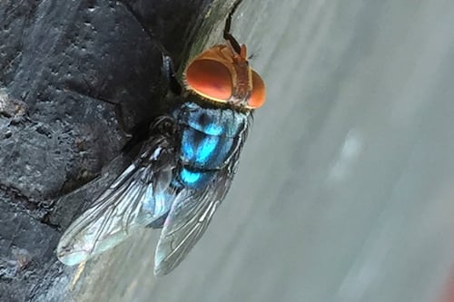 A flesh-eating cattle parasite is spreading in Texas as new far-flung screwworm cases are found