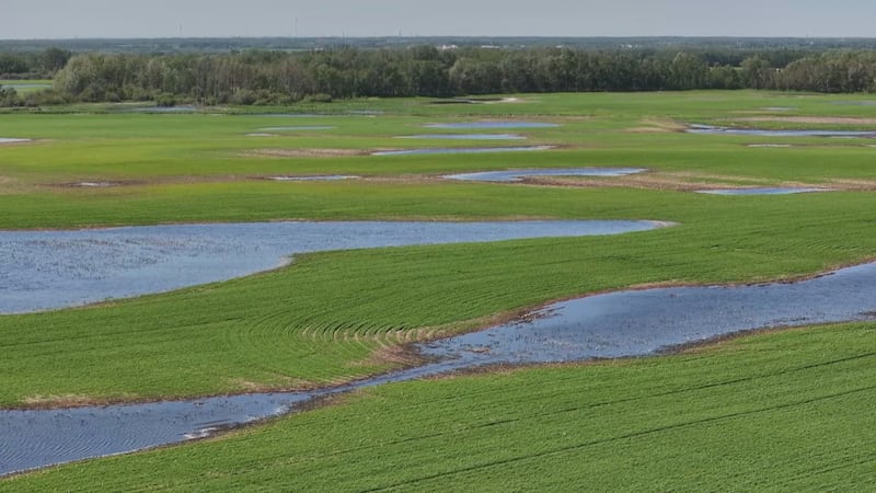 Water sits on fields in Thorhild County in June 2026. (Sean McClune / CTV News Edmonton)