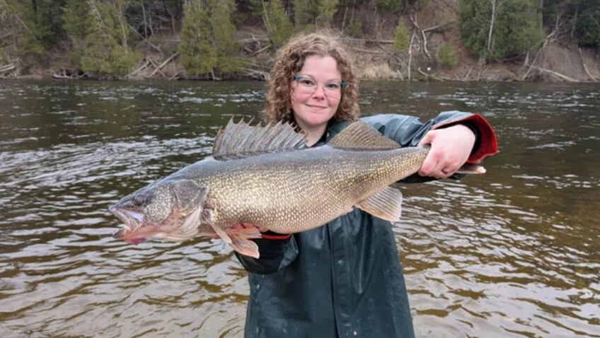 15-pound walleye fish found in Muskegon River
