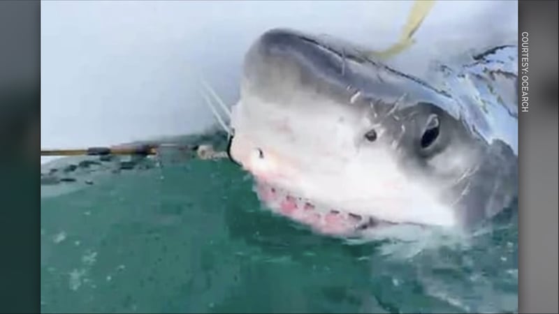 Bella, the great white shark spotted near Mabou, N.S., is pictured. (Courtesy of OCEARCH)