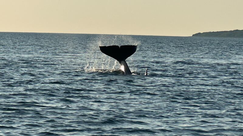An orca is pictured in the water.