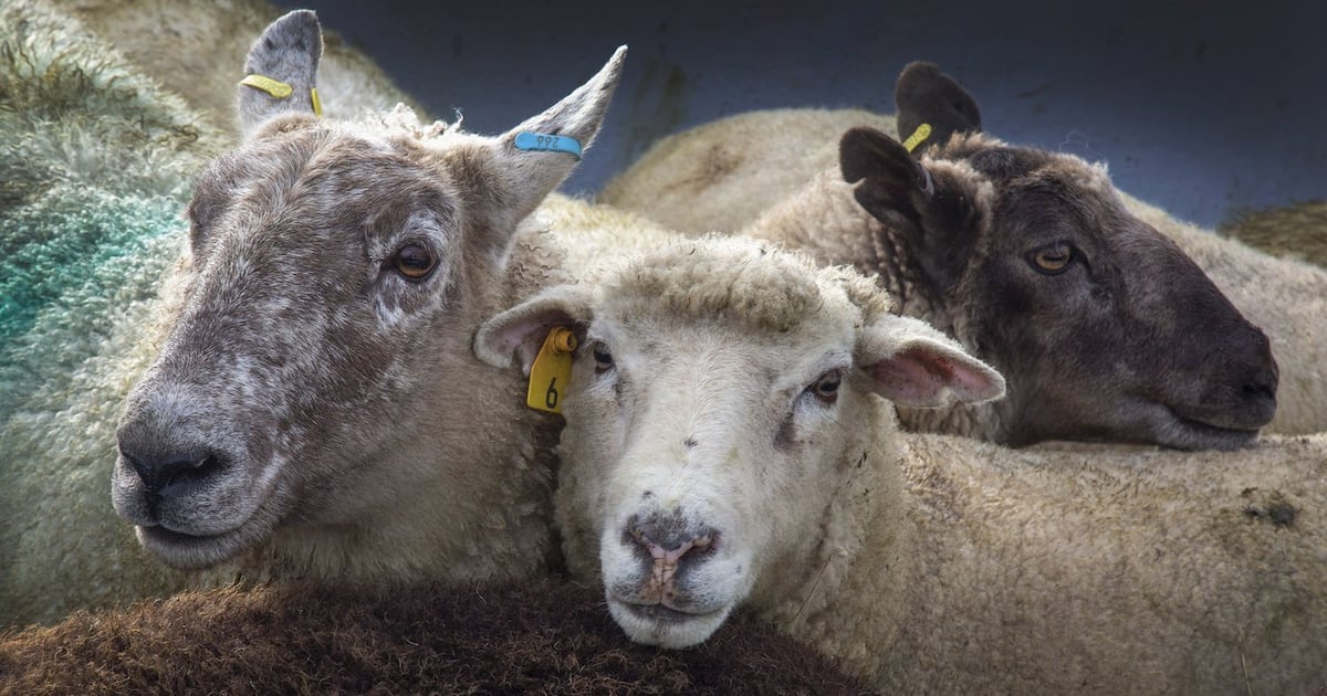 Canada’s wool industry looks inward after tariffs cut it off from the U.S.