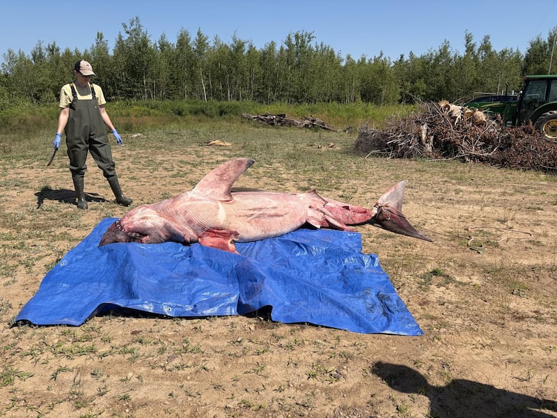 A dead great white shark is seen on a beach near Pictou, N.S., in July 2026. (Marine Animal Response Society/Facebook)