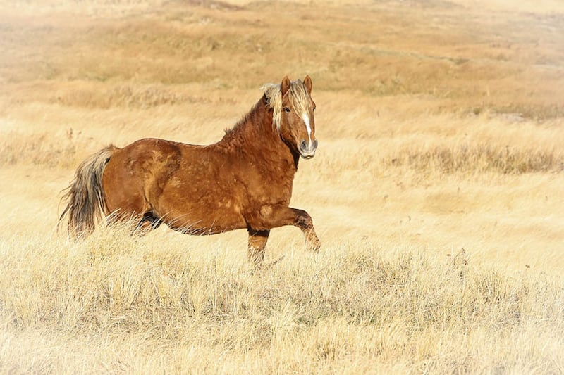 A wild horse is pictured on Sable Island, N.S. (Photo by Sarah Medill/Courtesy of the Government of Canada)