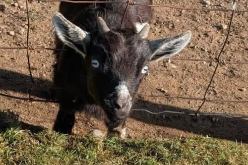 B.C. family pleads for return of beloved baby goat after ‘drive-by kidnapping’