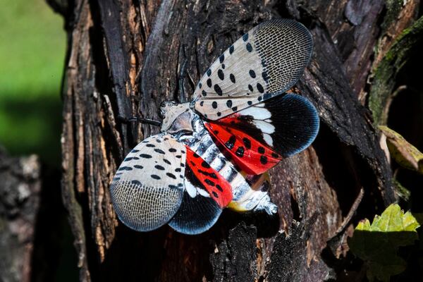 A ‘very dangerous’ insect was recently spotted in Ontario. Here’s why you should ‘squish them’