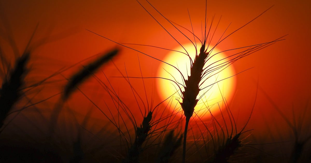 From soggy fields to skyrocketing diesel, Prairie farmers face tough harvest
