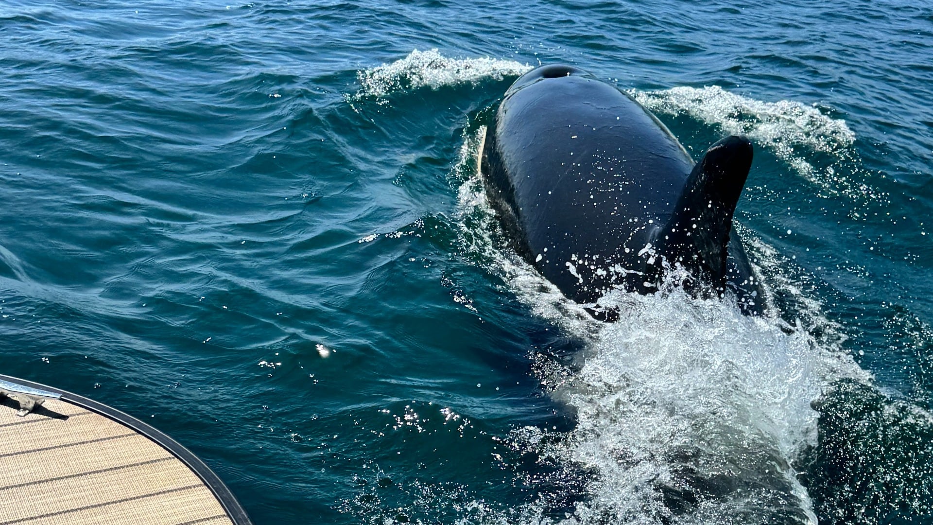 An orca is pictured in the water.