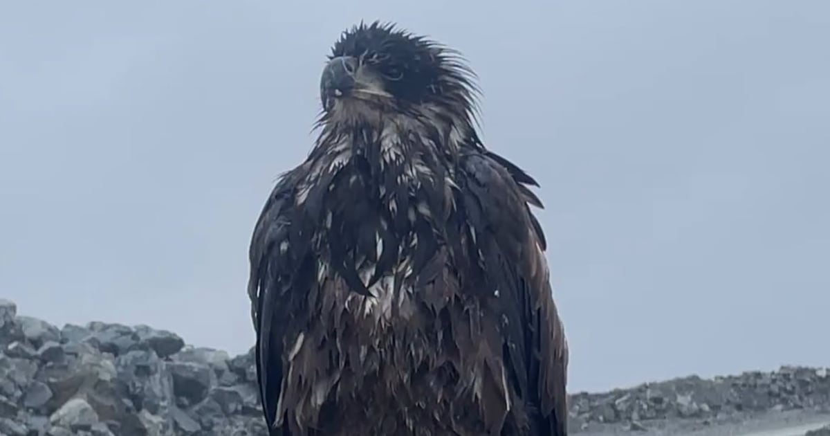 Toronto Zoo welcomes it’s newest member, a bald eagle discovered at an ...