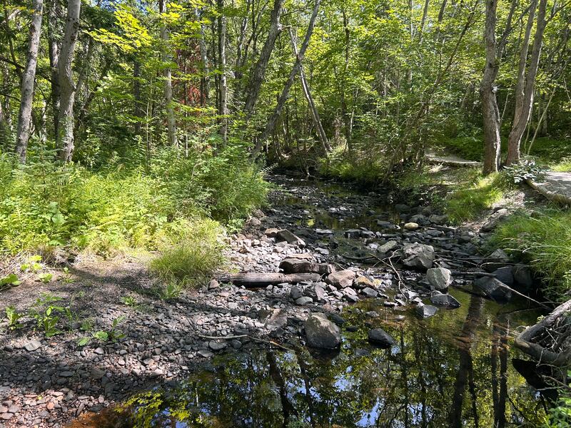 Dried up brooks in Baille Ard Nature Trail, Sydney, N.S. (CTV Atlantic/Ryan MacDonald)