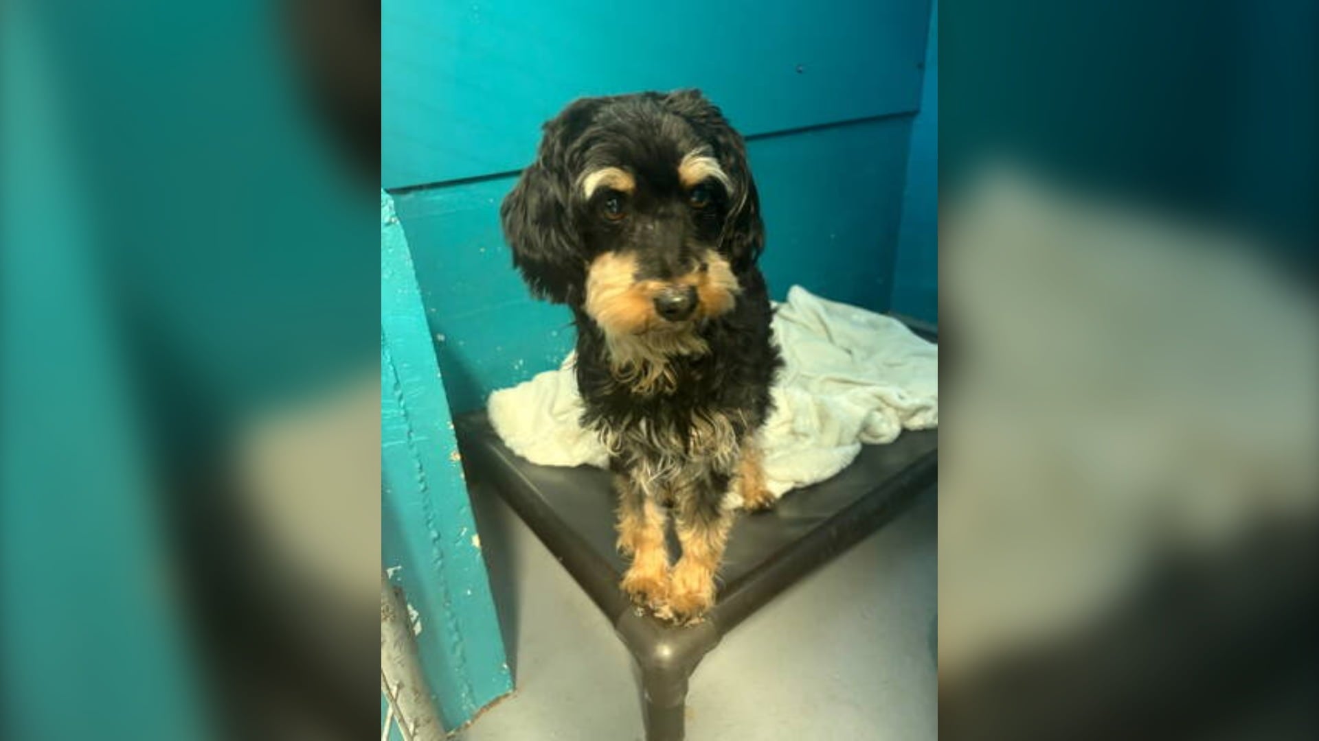 Photos released by BC Highway Patrol show one shaggy black dog staring curiously into the camera while awaiting pickup.