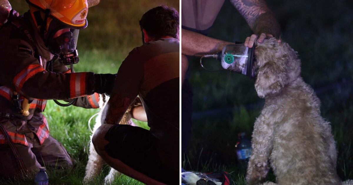 Video shows firefighters revive dog rescued from Clarington house fire