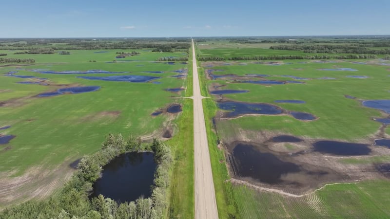 Water sits on fields in Thorhild County in June 2026. (Sean McClune / CTV News Edmonton)