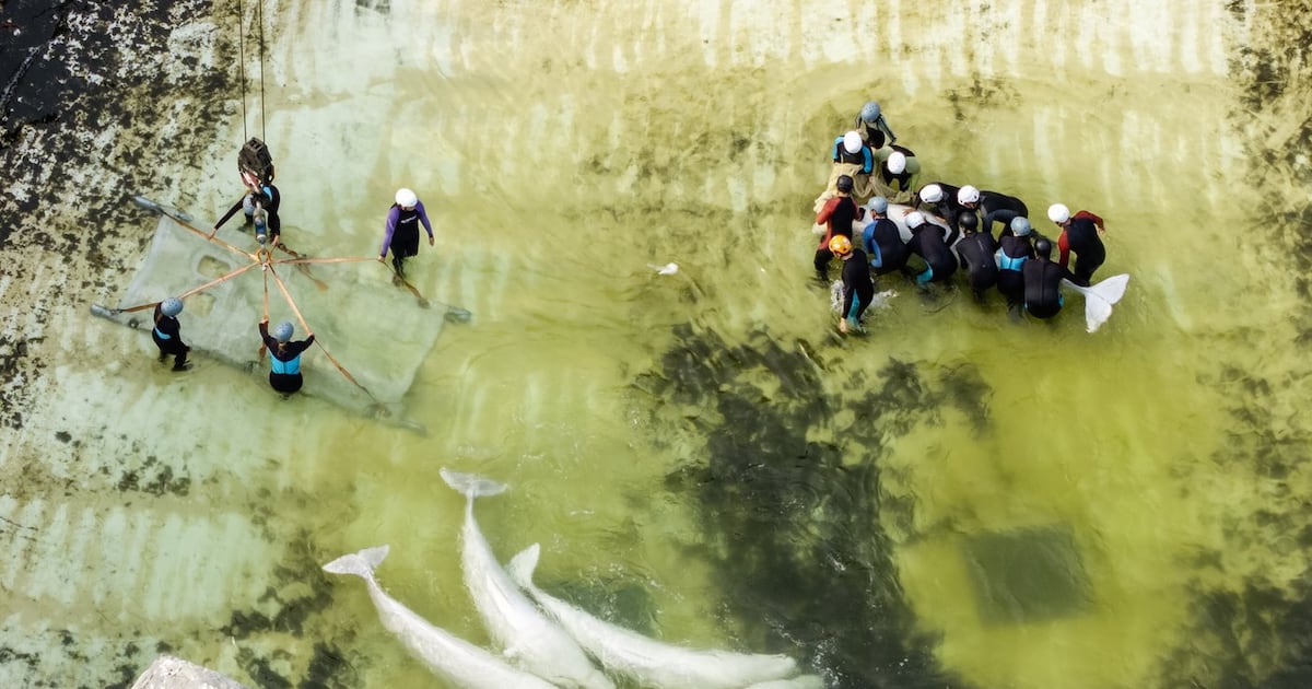 Two belugas, four dolphins from Marineland heading to Spain