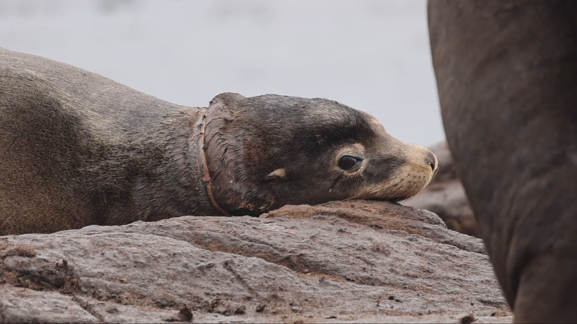 A sea lion with a thick rubber band embedded in its neck was spotted at Race Rocks Ecological Reserve off southern Vancouver Island.