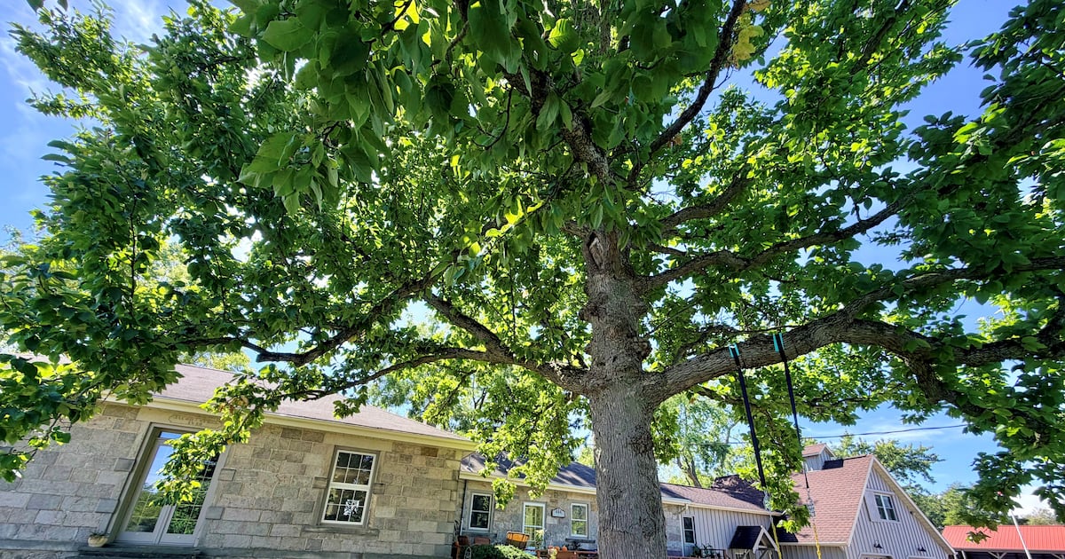 Eine hundertjährige Gurkenmagnolie in Brant County gewinnt den Ontario ...