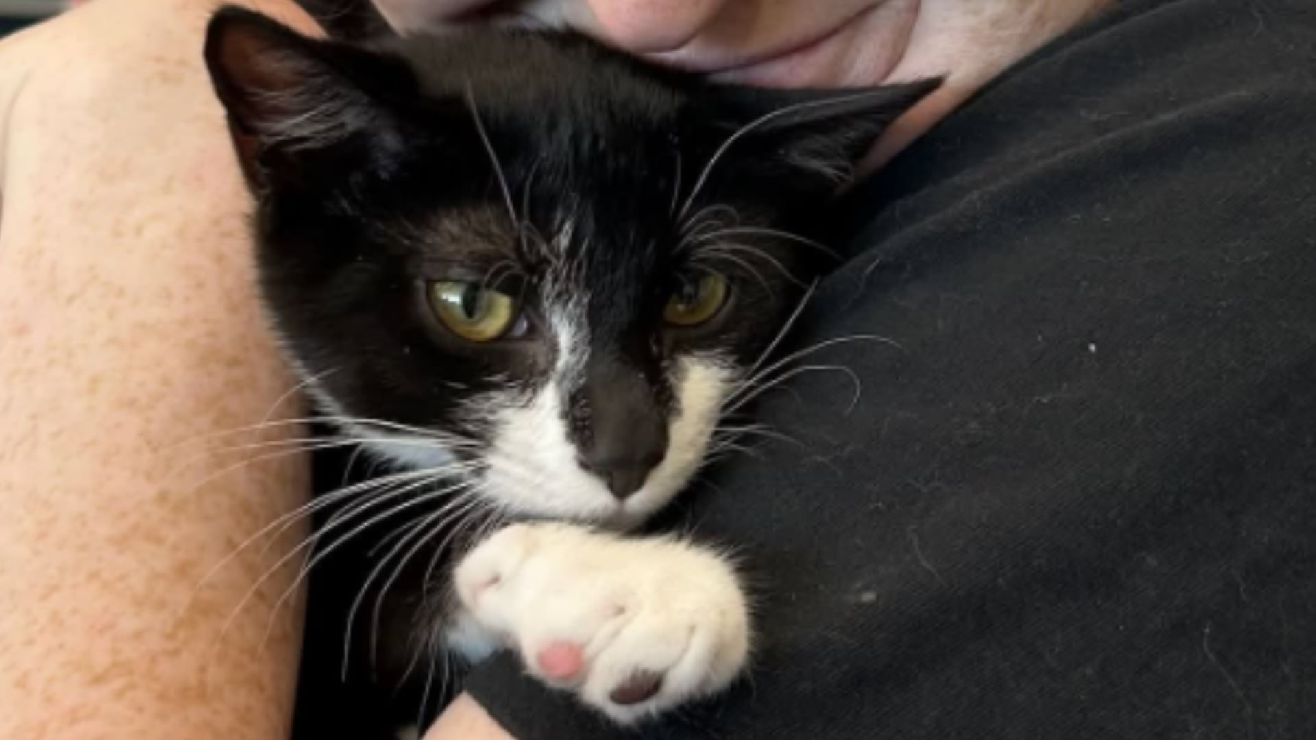 Beltsville Community Cats says Magnolia, a 3.5-month-old tuxedo kitten, is known for ‘stealing hearts.’ (Beltsville Community Cats Facebook page)