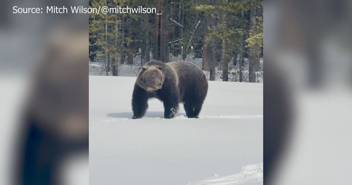 The Boss emerges from winter hibernation near Banff