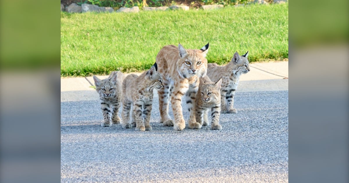 Calgary homeowner gets surprise visit from a family of bobcats