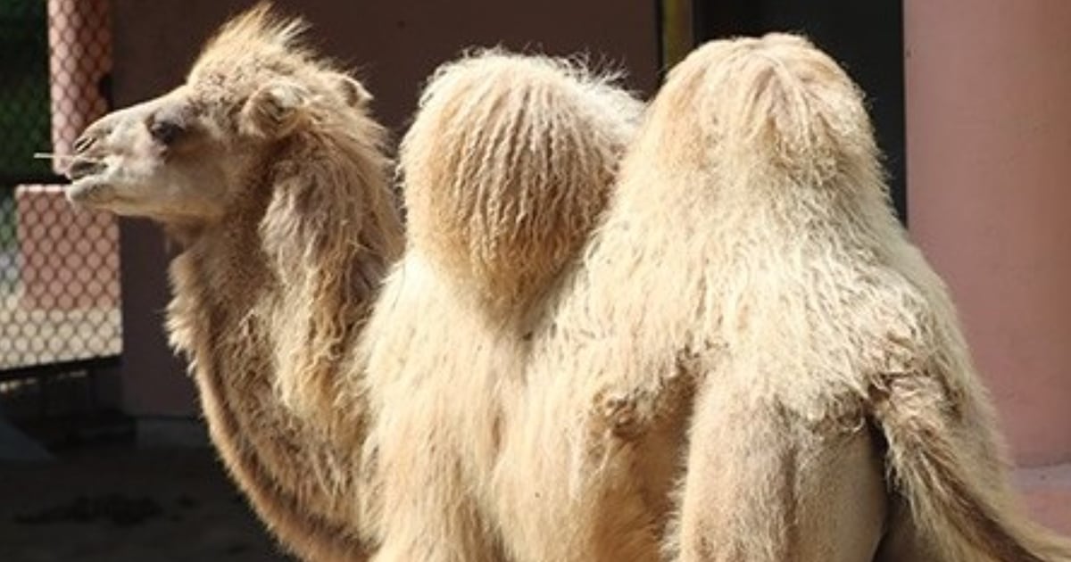 Toronto Zoo names its Bactrian camel calf