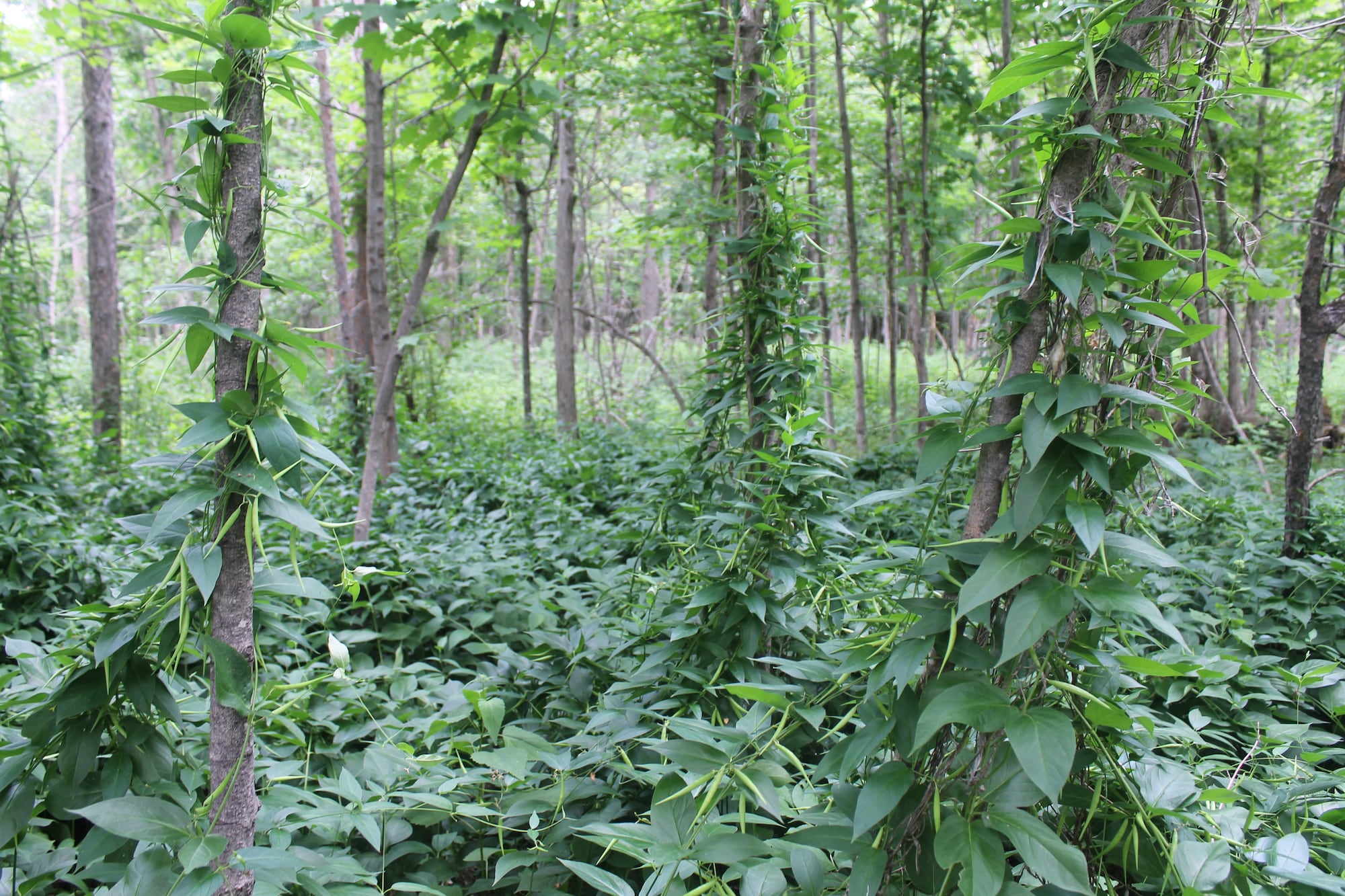 Ontario hit hardest by invasive species in Canada. Here's what experts ...
