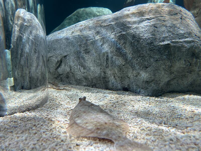 The Beaty Centre for Marine Biodiversity opens its doors to the public Saturday in Halifax. (CTV Atlantic/ Emma Convey)