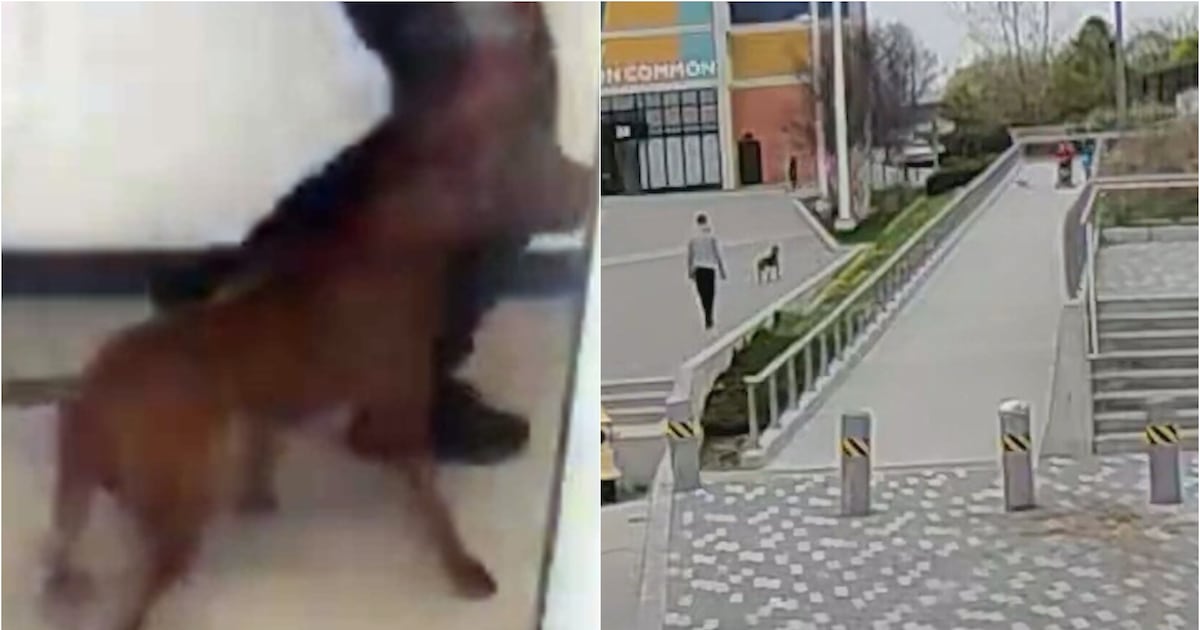Off-leash dog captured days after Toronto attack that killed another dog