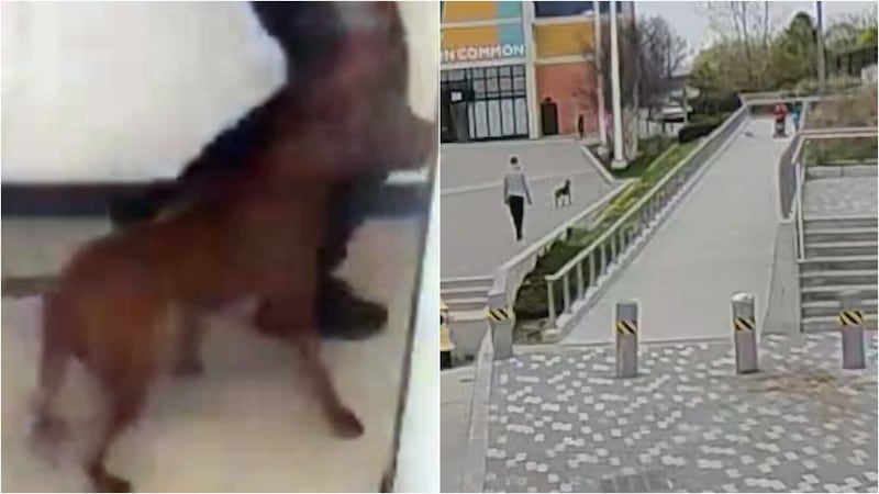 Arrest made in off-leash dog attack in Toronto that left pet dead, owner injured