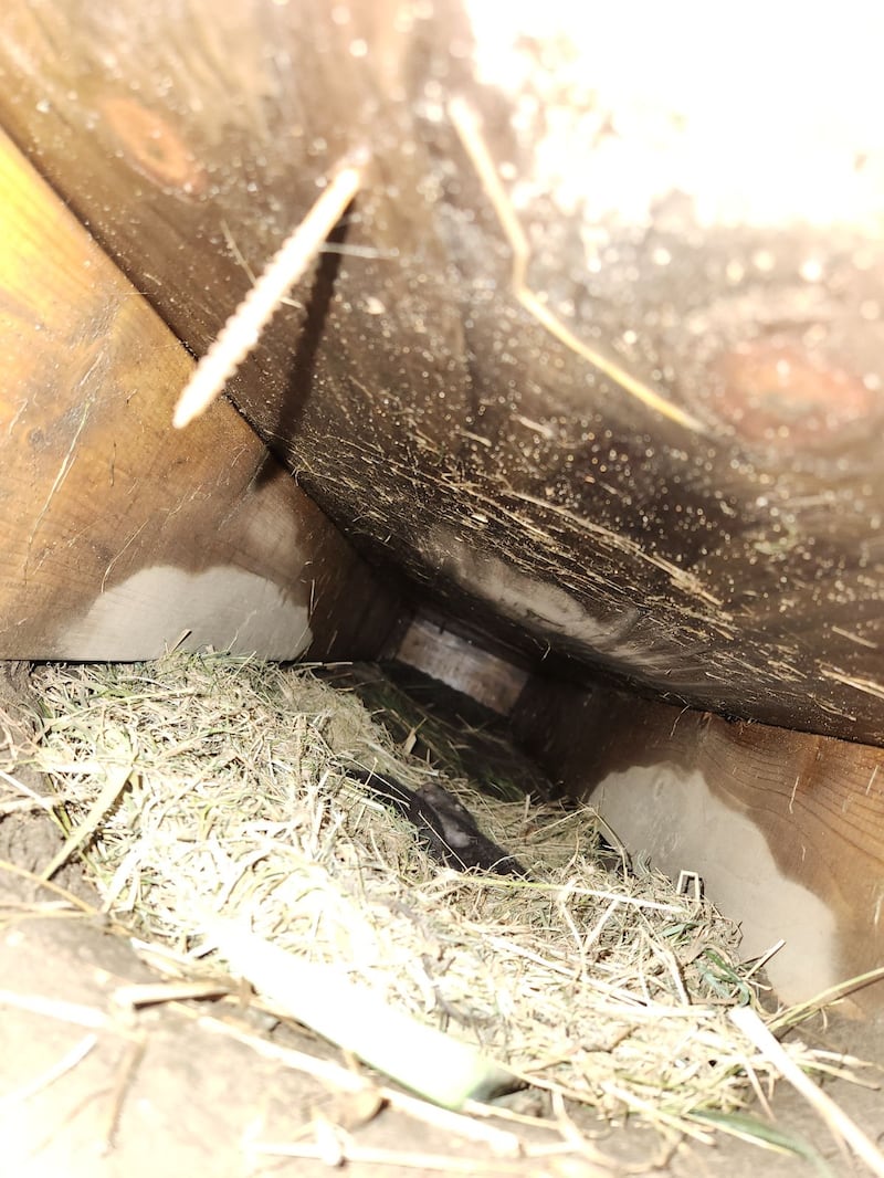 Baby river otter removal