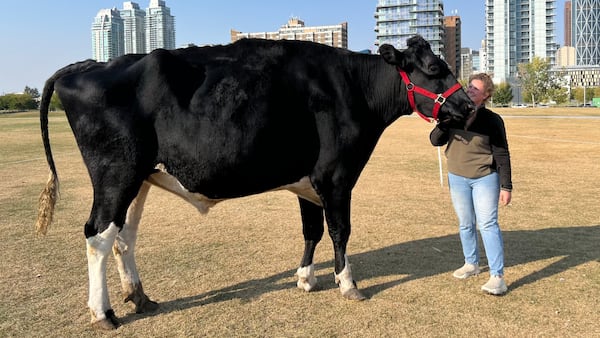 Holy Cow! Alberta officially home to world’s tallest steer