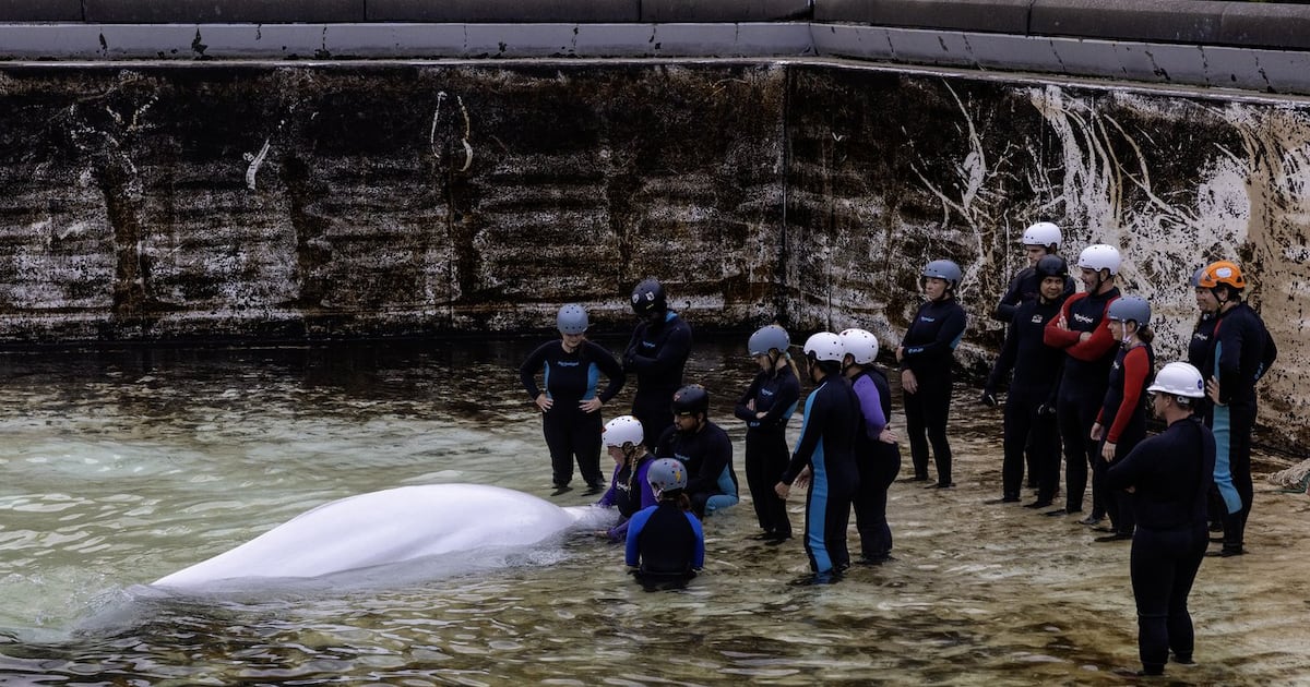 Marineland又一头白鲸在芝加哥水族馆死亡